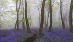 Nettlebed Misty Bluebell Woodlands Wallpaper