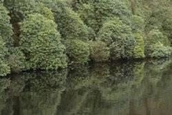 Rhododendrons by Errwood Reservoir near Buxton, Derbyshire Peak District Wallpaper