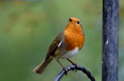 Robin resting Wallpaper