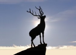 The Hartlepool Stag