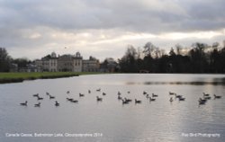 Canada Geese on Badminton Lake, Badminton, Gloucestershire 2014 Wallpaper