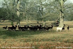 Fallow Deer, Badminton Park,, Gloucestershire 1984 Wallpaper