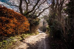 Ticklepenny Walk Wallpaper