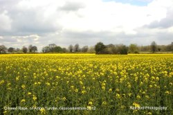 Oilseed Rape Field, Acton Turville, Gloucestershire 2012 Wallpaper