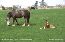 Mare & Foal, Acton Turville, Gloucestershire 1985 Wallpaper