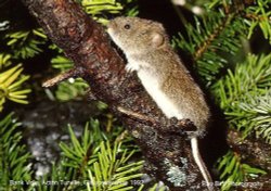 Bank Vole, Acton Turville, Gloucestershire 1992 Wallpaper