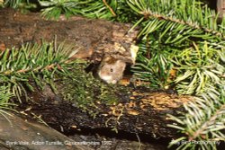 Bank Vole, Acton Turville, Gloucestershire 1992 Wallpaper