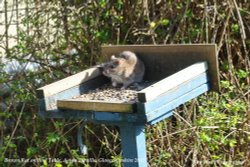 Brown Rat on Bird Table, Acton Turville, Gloucestershire 2015 Wallpaper