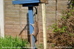 Brown Rat climbing up Bird Table, Acton Turville, Gloucestershire 2015 Wallpaper
