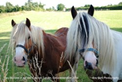 Pair of Blondes !! Acton Turville, Gloucestershire 2014 Wallpaper