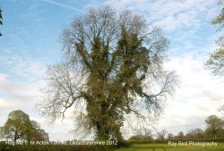 Hug Me !! nr Acton Turville, Gloucestershire 2012 Wallpaper