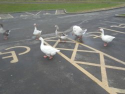 POOLSBROOK COUNTRY PARK STAVELEY Wallpaper