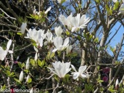 Beautiful magnolia bloom in Highcliffe Wallpaper