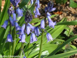 Bluebells in woods in Highcliffe Wallpaper