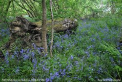 Bluebells in Wood, nr Alderton, Wiltshire 2015 Wallpaper