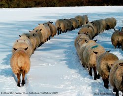 Follow the leader !! - Sheep, nr Alderton, Wiltshire 2009 Wallpaper