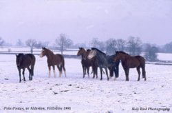 Polo Ponies, Alderton, Wiltshire 1991 Wallpaper
