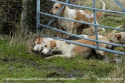 A Tight Squeeze !! Beaufort Hounds, nr Alderton, Wiltshire 2009 Wallpaper
