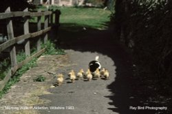 Time for a stroll with Mum !! Alderton, Wiltshire 1983 Wallpaper