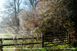 Autumn Webs, nr Alderton, Wiltshire 2014 Wallpaper