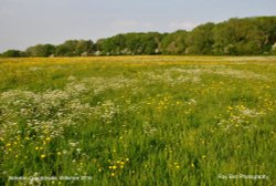 Field in Spring, nr Alderton, Wiltshire 2016 Wallpaper