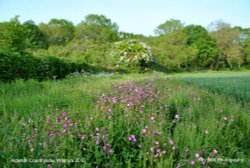 Field in Spring, nr Alderton, Wiltshire 2016 Wallpaper