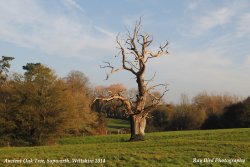 Ancient Oak Tree, Sopworth, Wiltshire 2014 Wallpaper