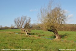 Trees by Stream, nr Sopworth, Wiltshire 2016 Wallpaper