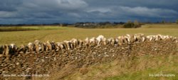 Field Stone Wall, nr Alderton, Wiltshire 2015 Wallpaper