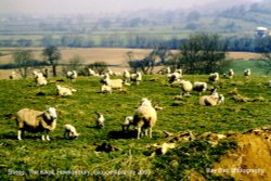 Ewes & Lambs, The Knoll, Hawkesbury Upton, Gloucestershire 2003