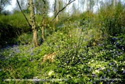 Flora in Lower Woods, nr Hawkesbury, Gloucestershire 1985