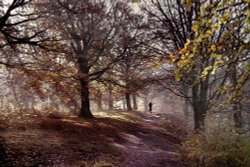 Autumn stroll In Judy Woods Wyke