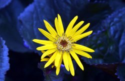 Salutation Garden, Sandwich Wallpaper