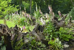 Burnby Hall Stump Garden Wallpaper