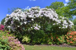 Stody Lodge Garden Wallpaper