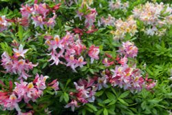 Blickling Hall Garden, Norfolk Wallpaper