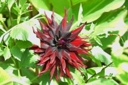 Salutation Garden, Sandwich Wallpaper