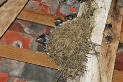 Birds nesting in barn at Great Dixter