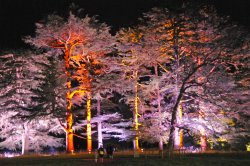 Westonbirt Arboretum, Christmas Illuminations Wallpaper