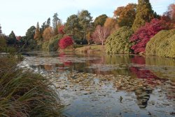 Sheffield Park Garden, Uckfield Wallpaper