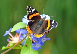 Red Admiral Butterfly at Abbotsbury Garden Wallpaper