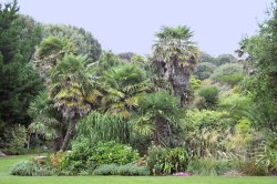 Abbotsbury Tropical Garden Wallpaper
