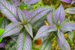 Abbotsbury Tropical Garden Wallpaper