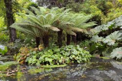 Abbotsbury Tropical Garden Wallpaper