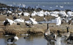 Abbotsbury Swannery Wallpaper