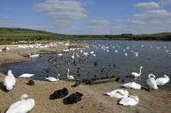 Abbotsbury Swannery Wallpaper