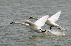 Abbotsbury Swannery Wallpaper