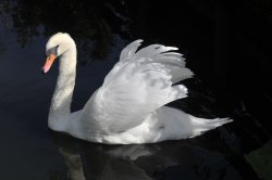 Abbotsbury Swannery Wallpaper