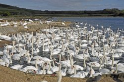 Abbotsbury Swannery Wallpaper