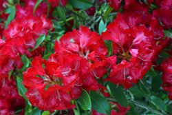 Himalayan Garden and Sculpture Park, near Ripon Wallpaper